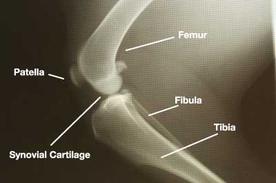 Dog Arthritis Information